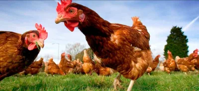 Galinha Caipira Barato Para Sair Rápido